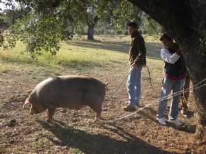 Matanza Rotaria (Publicada toda la información)